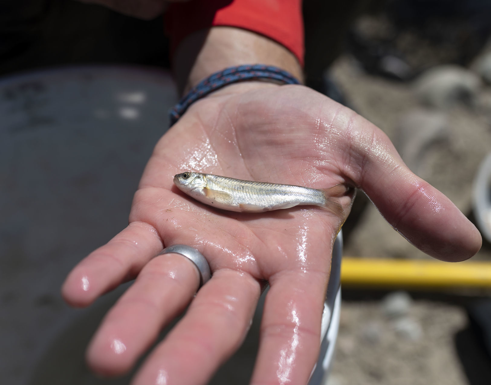 Leatherside chub